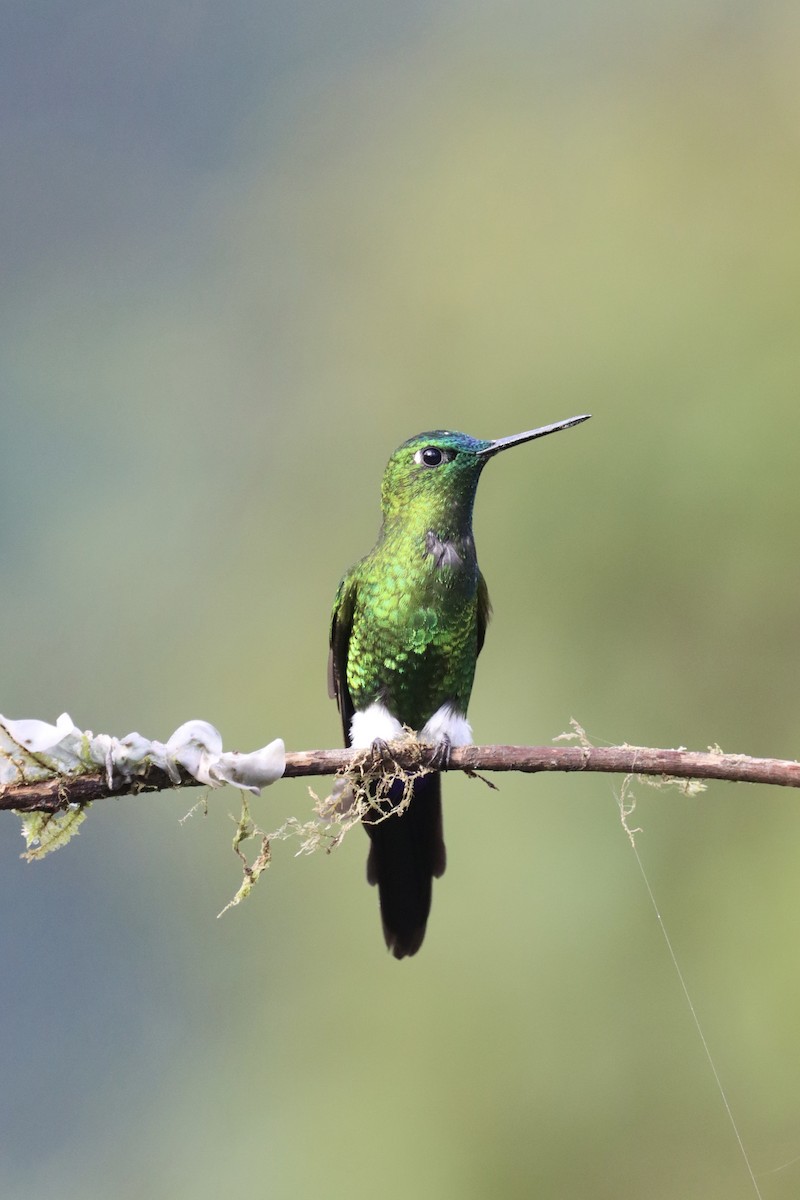 Uzun Kuyruklu Pufayak - ML647597340