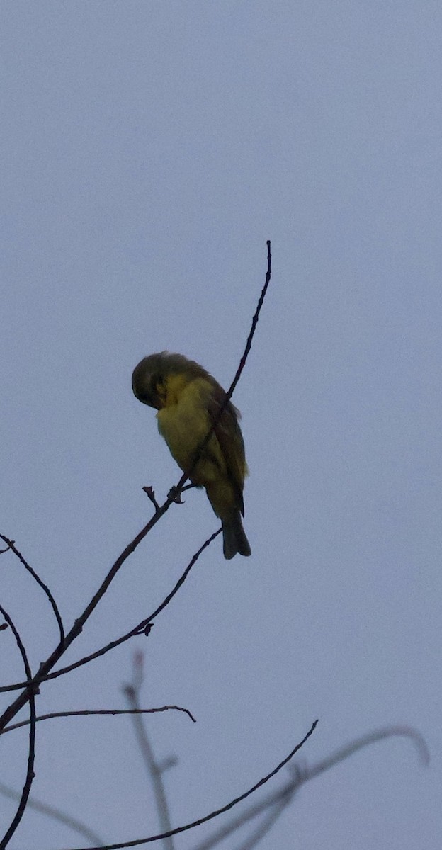 Kara Bıyıklı Sarı İskete - ML647597341