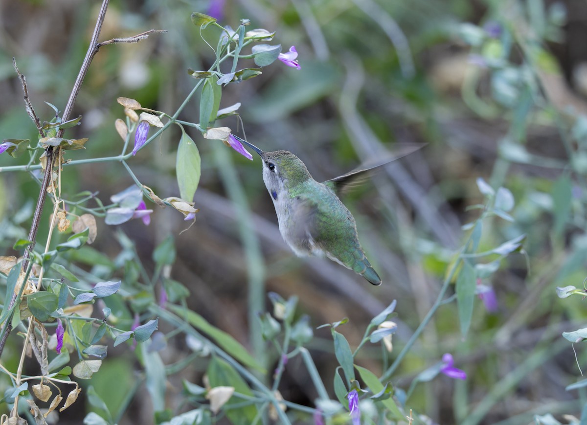 Costa Kolibrisi - ML647597342