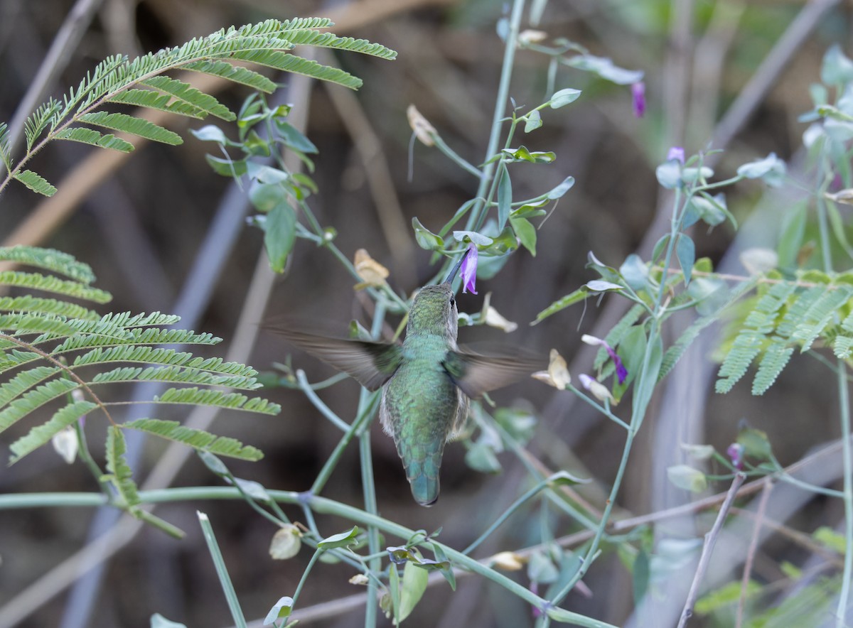 Costa Kolibrisi - ML647597350