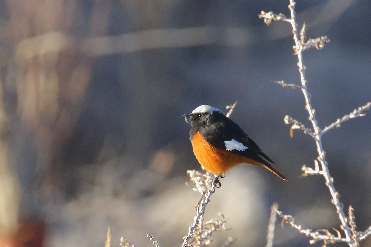 Büyük Kızılkuyruk - ML647597351