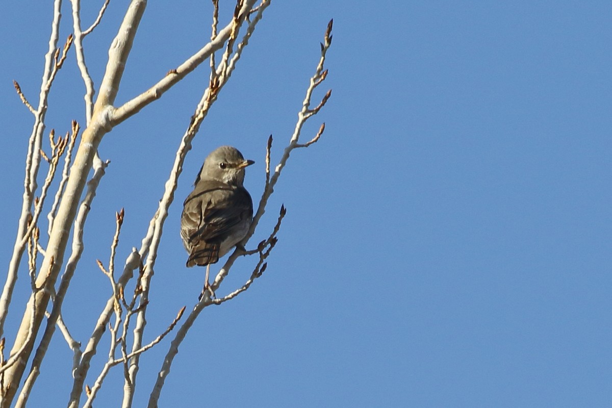 Kara Gerdanlı Ardıç - ML647597352