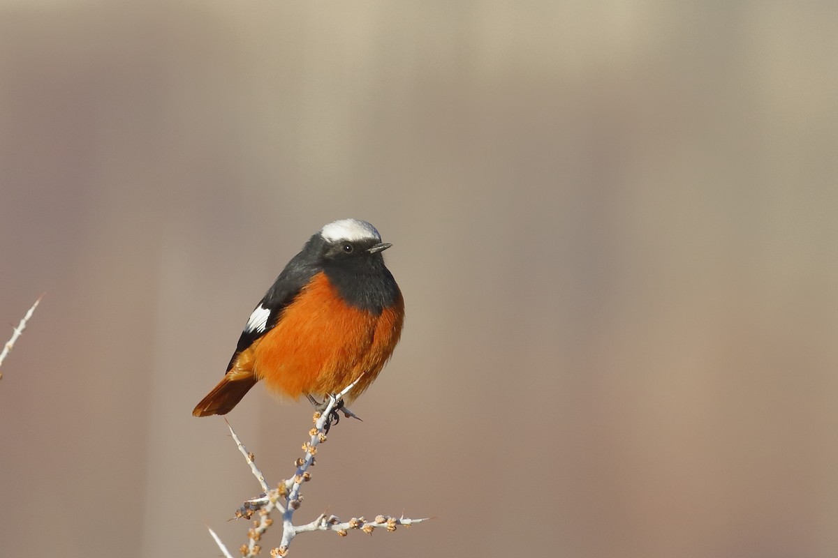 Büyük Kızılkuyruk - ML647597353