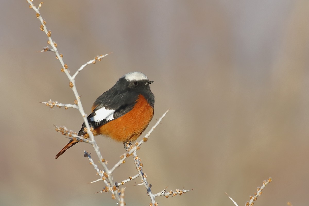 Büyük Kızılkuyruk - ML647597354