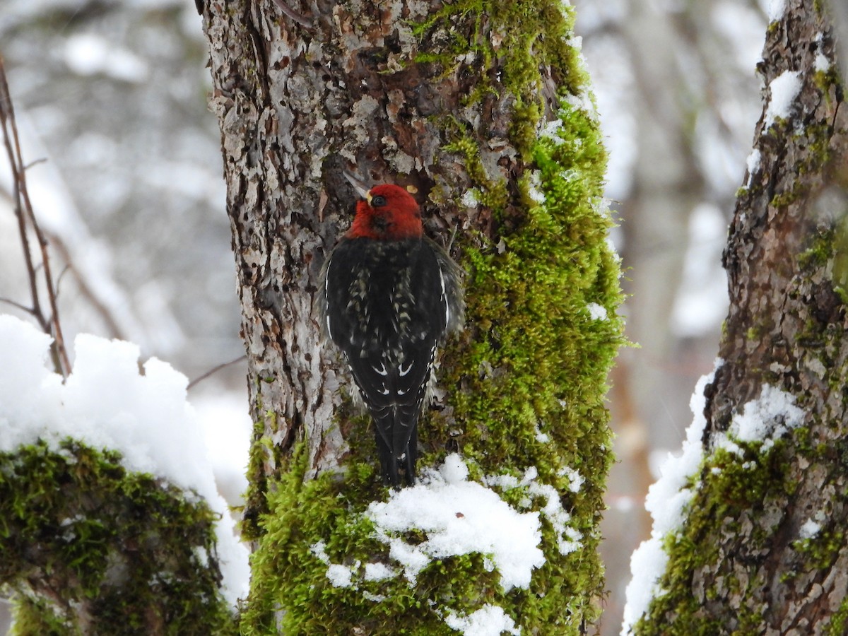 Kırmızı Göğüslü Ağaçkakan - ML647597355
