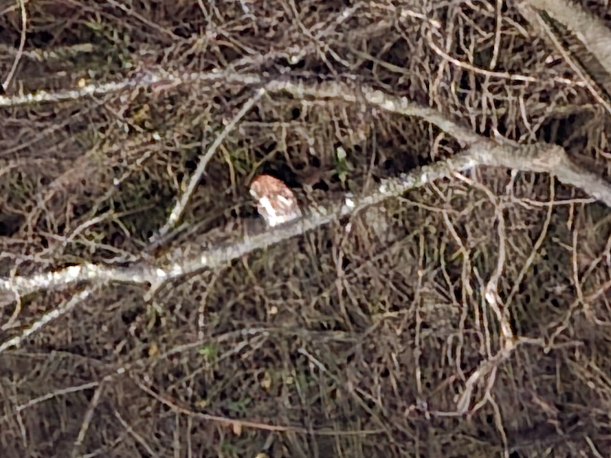 Doğulu Puhucuk - ML647597356