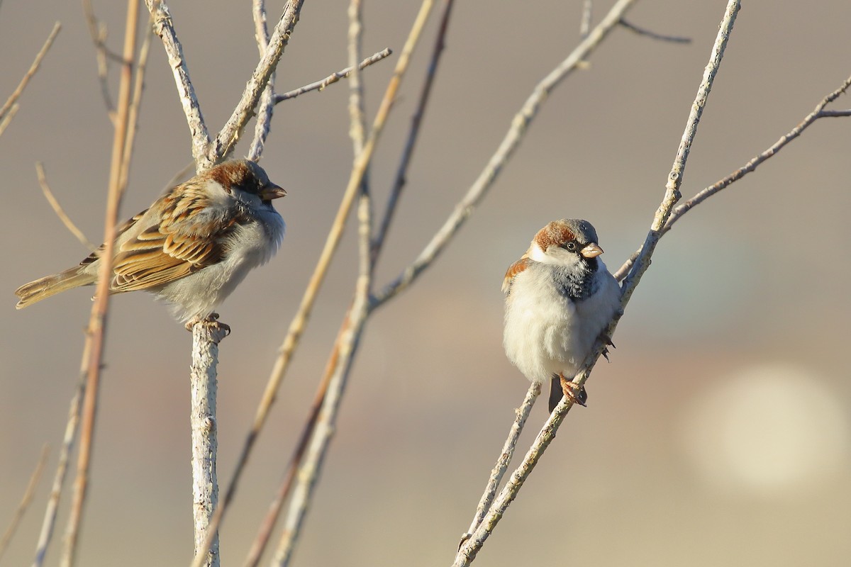 Serçe - ML647597358