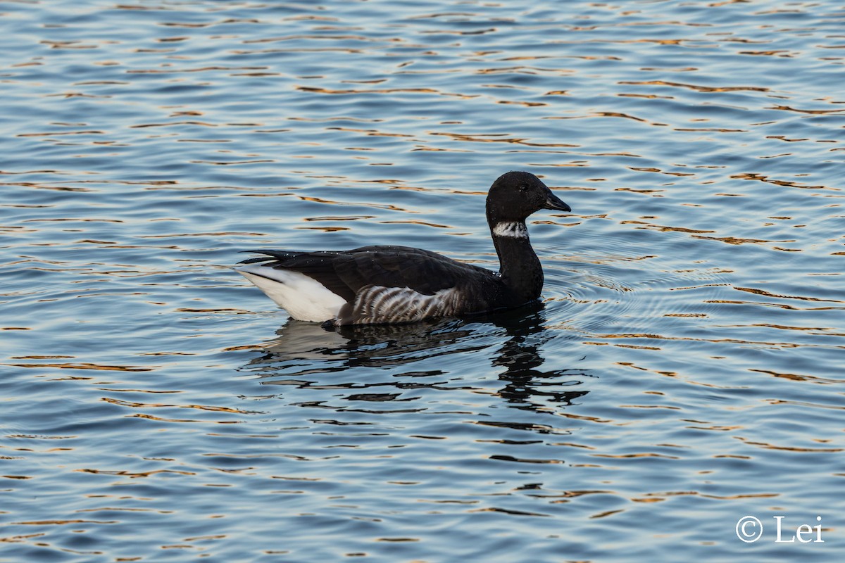 Yosun Kazı - ML647597359