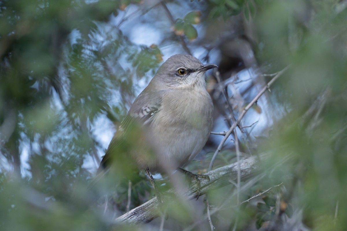 Kuzeyli Taklitçi - ML647597360