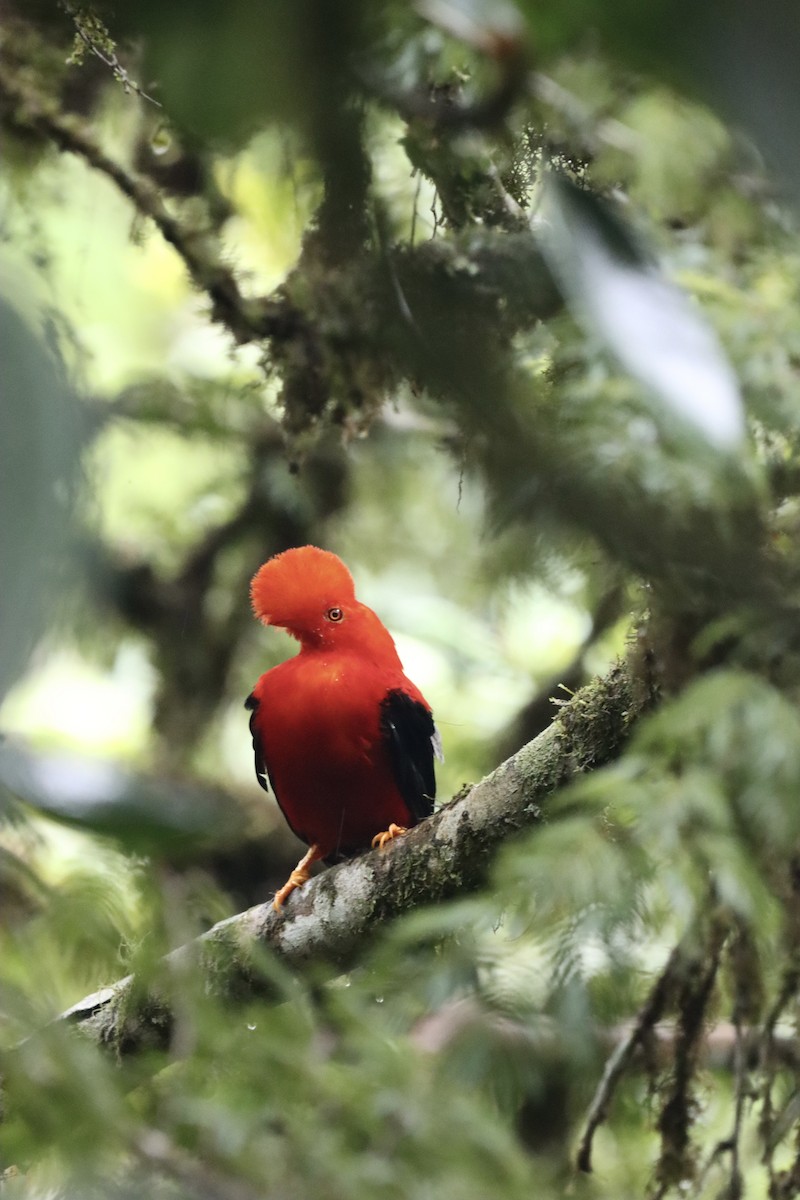 And Horoz Kotingası - ML647597361