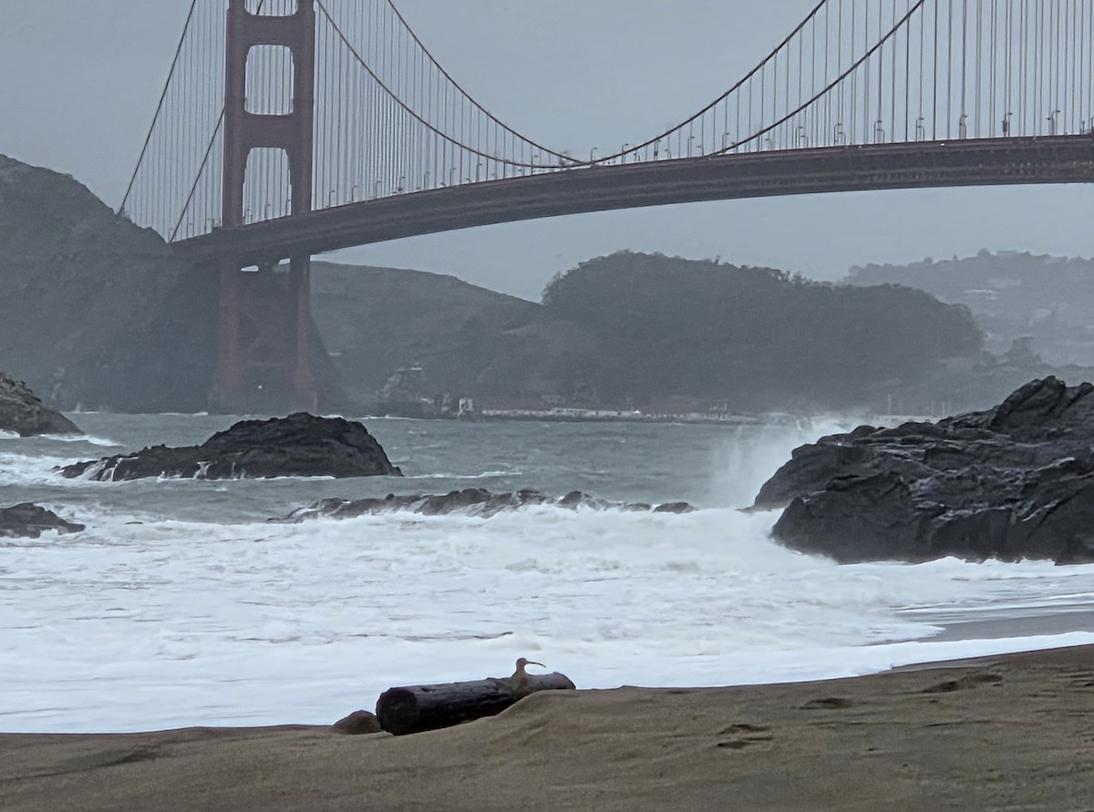 Amerika Sürmeli Kervançulluğu - ML647597362