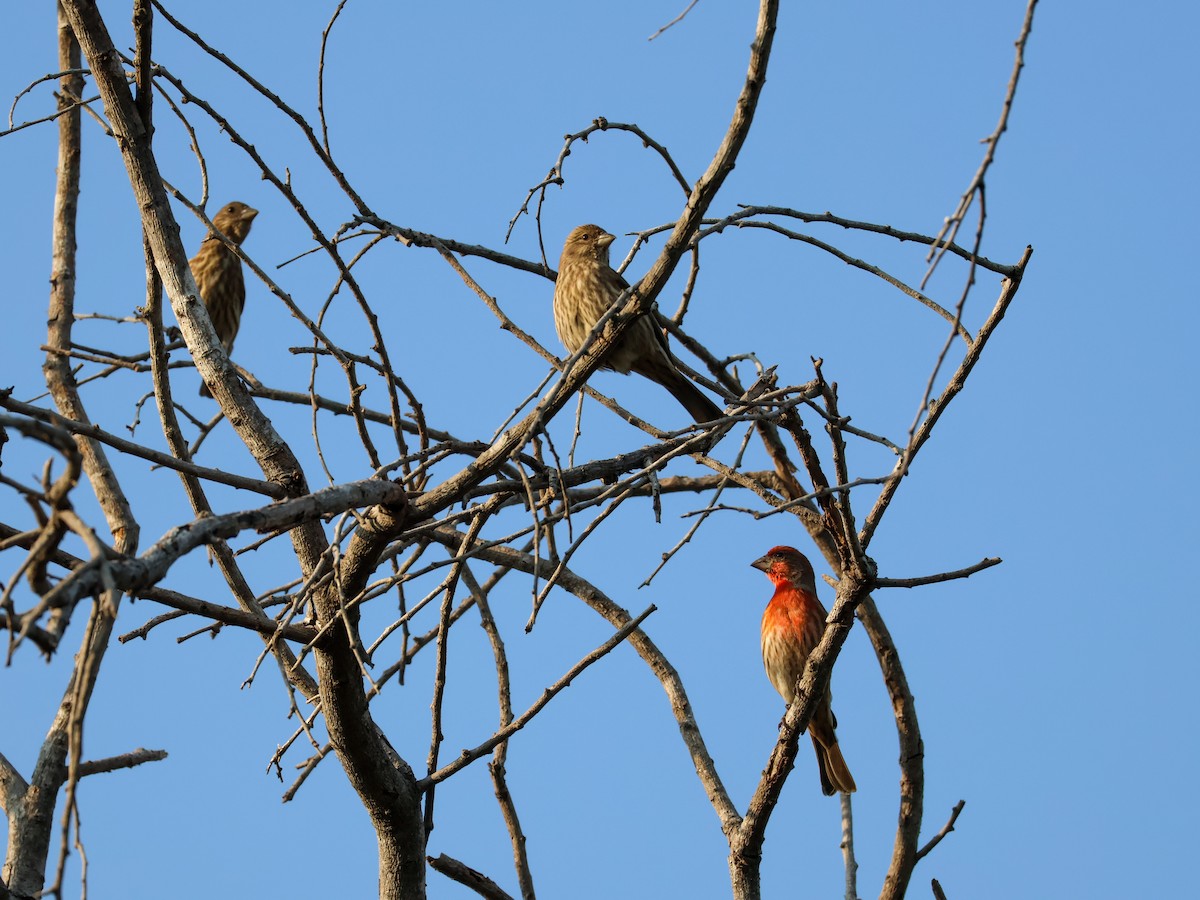 Ev Çütresi - ML647597363