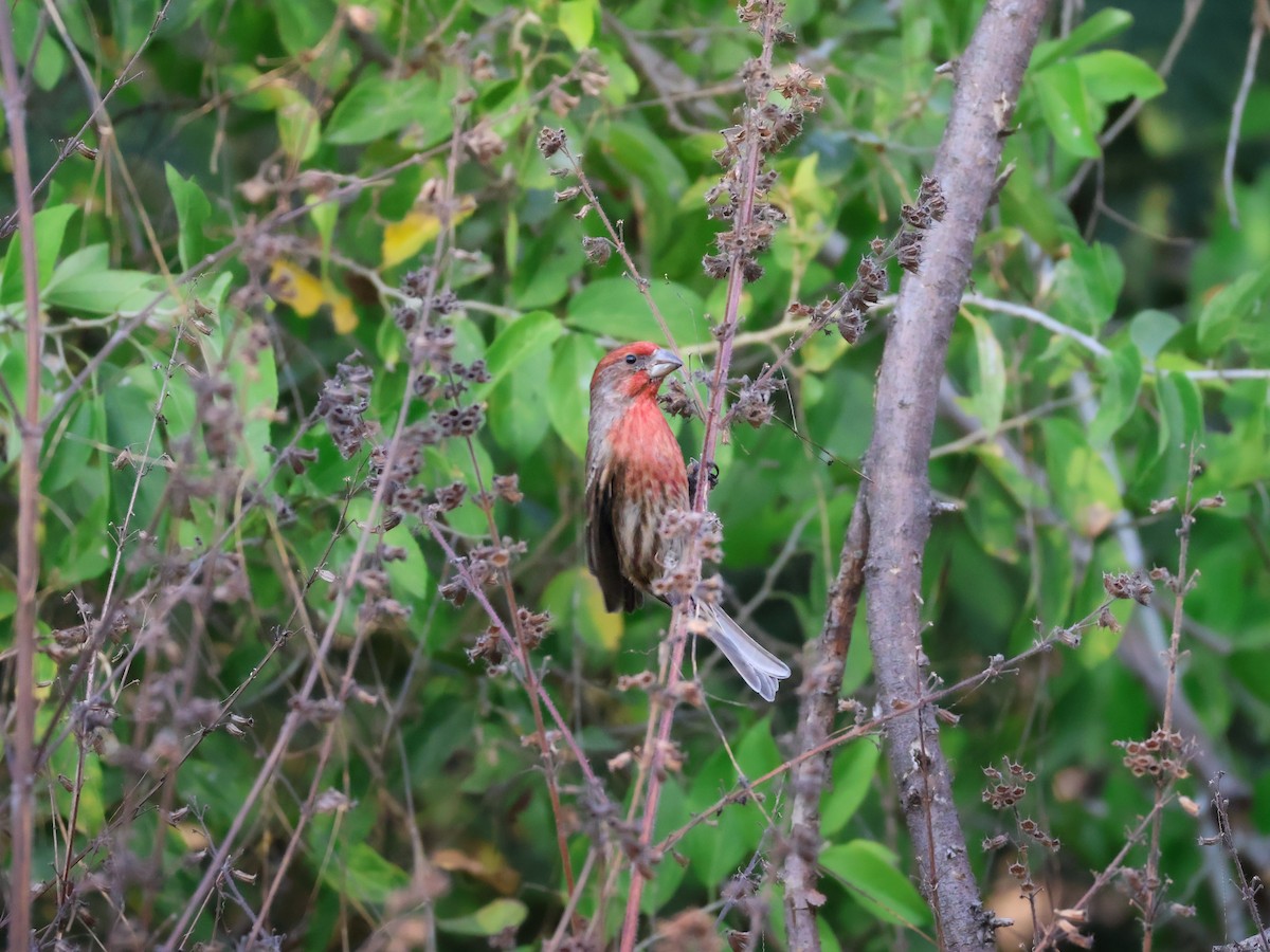 Ev Çütresi - ML647597364