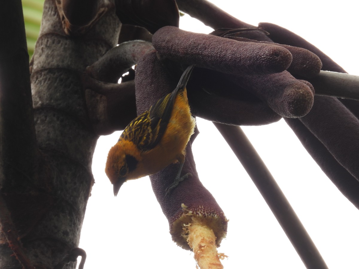 Altın Tangara - ML647597365