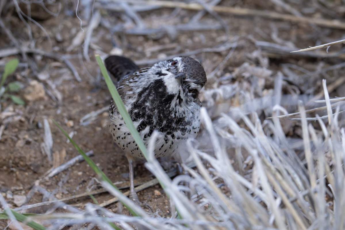 Kaktüs Çıtkuşu - ML647597366