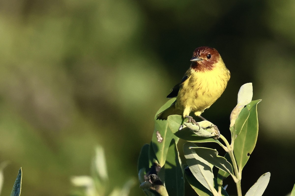 Mangrov Sarı Ötleğeni - ML647597367