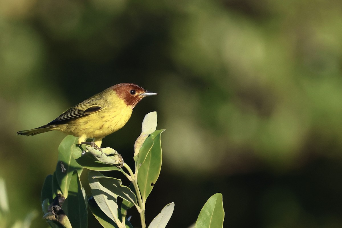 Mangrov Sarı Ötleğeni - ML647597368