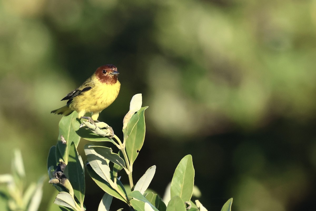 Mangrov Sarı Ötleğeni - ML647597369