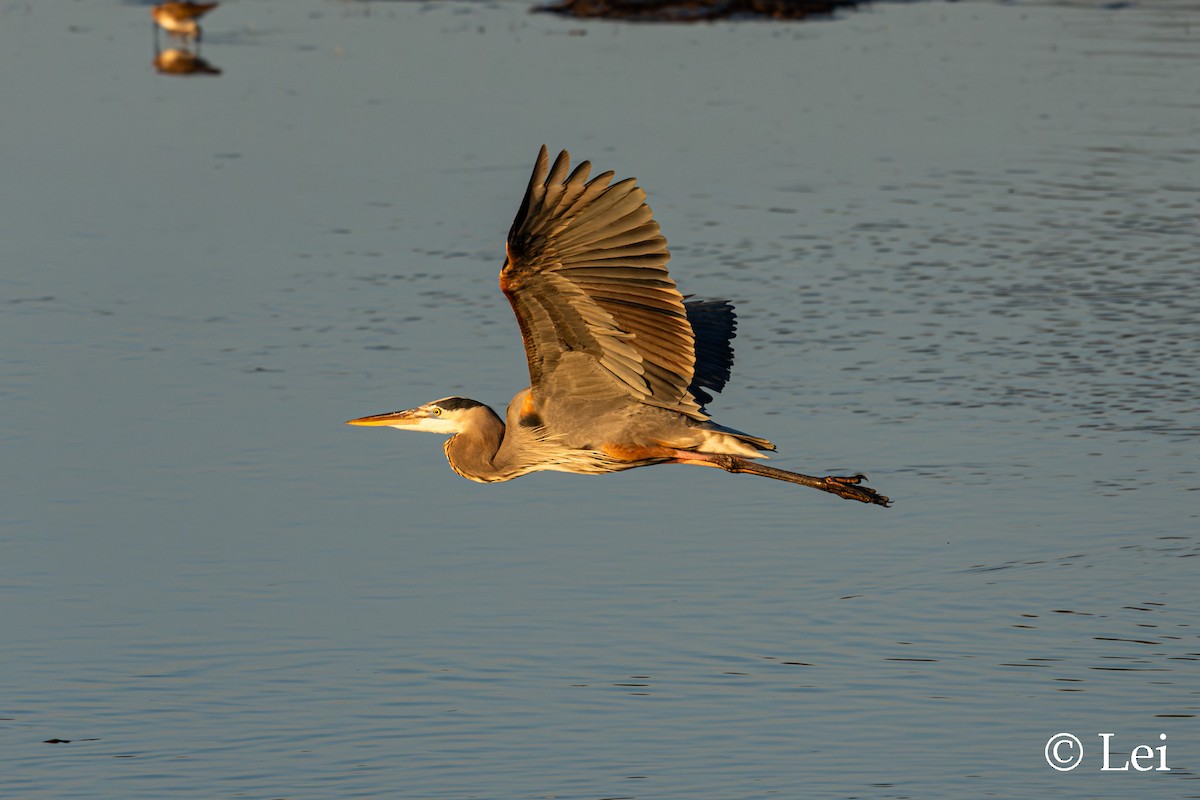 Amerika Gri Balıkçılı - ML647597370