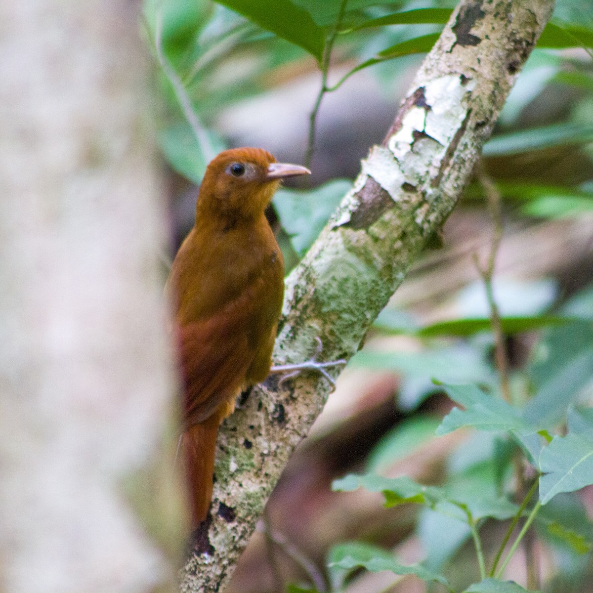 Ruddy Woodcreeper - ML647597375