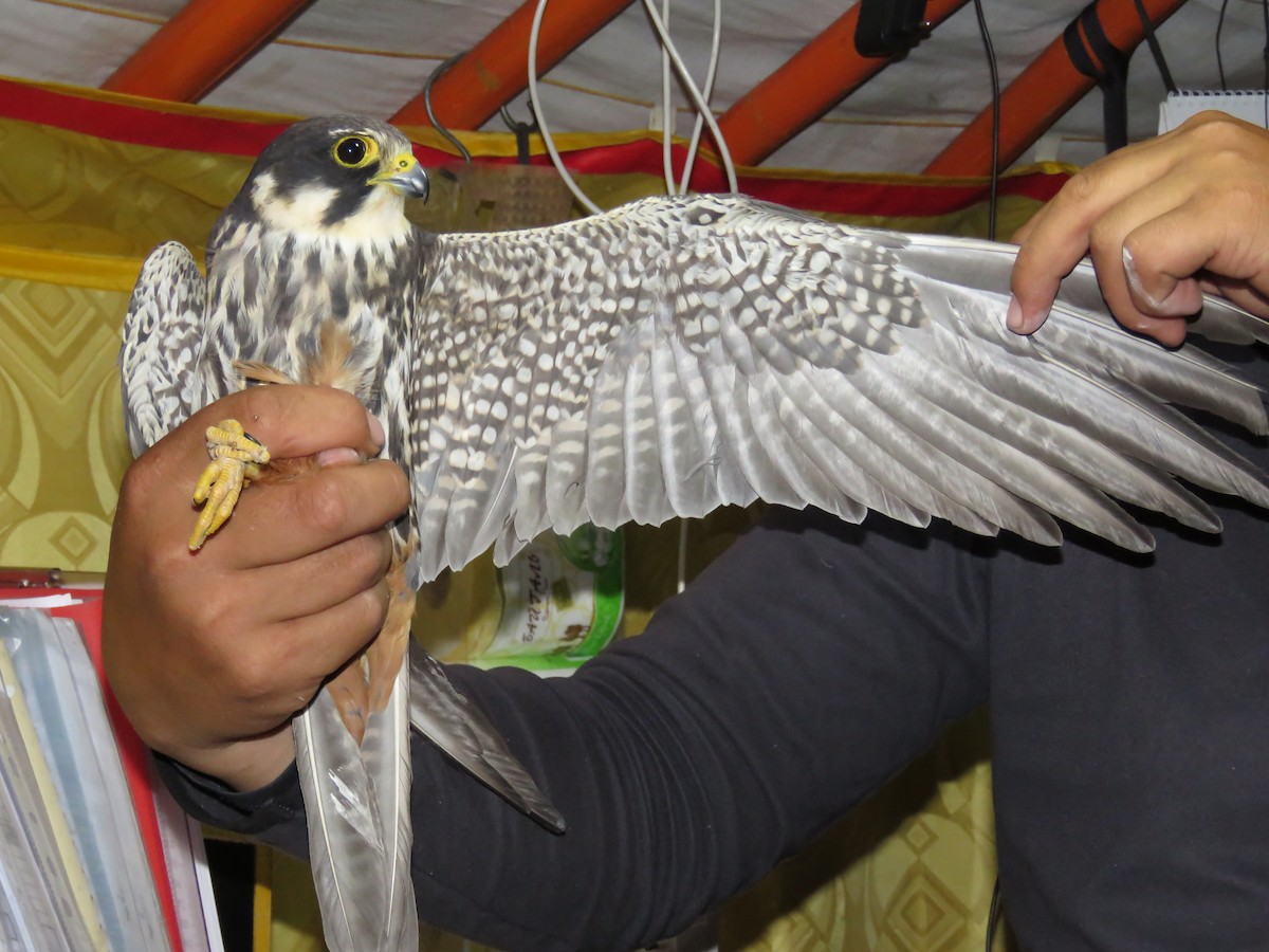 Eurasian Hobby - Jannaca Chick