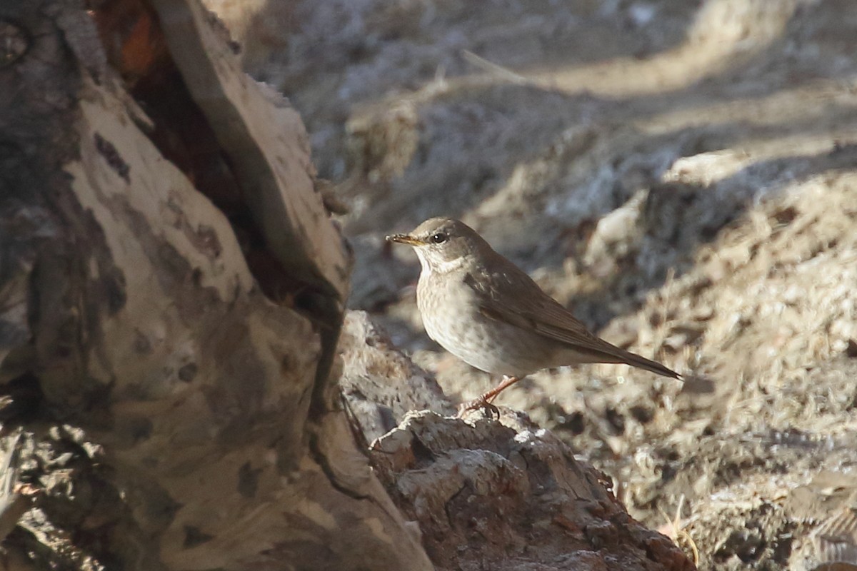 Black-throated Thrush - ML647597403