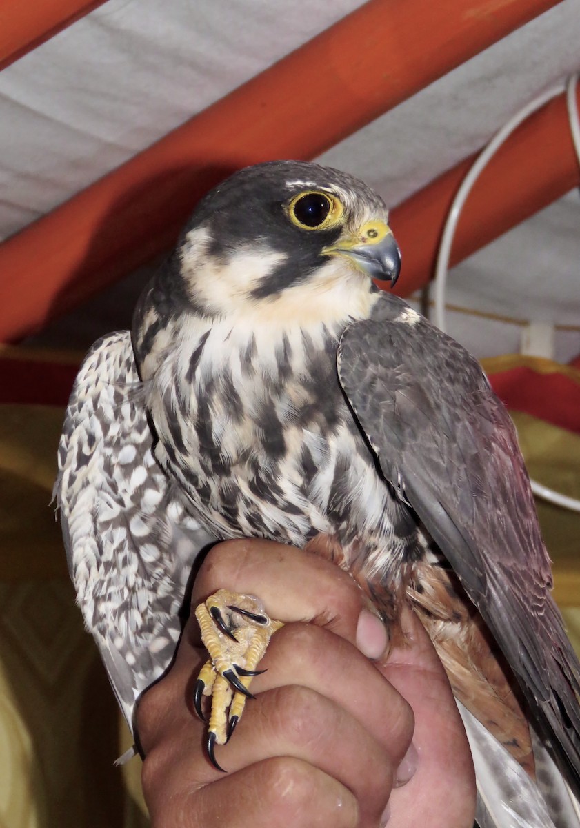 燕隼 - ML647597404