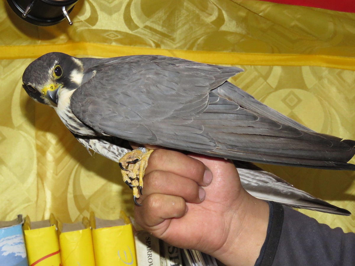 燕隼 - ML647597405