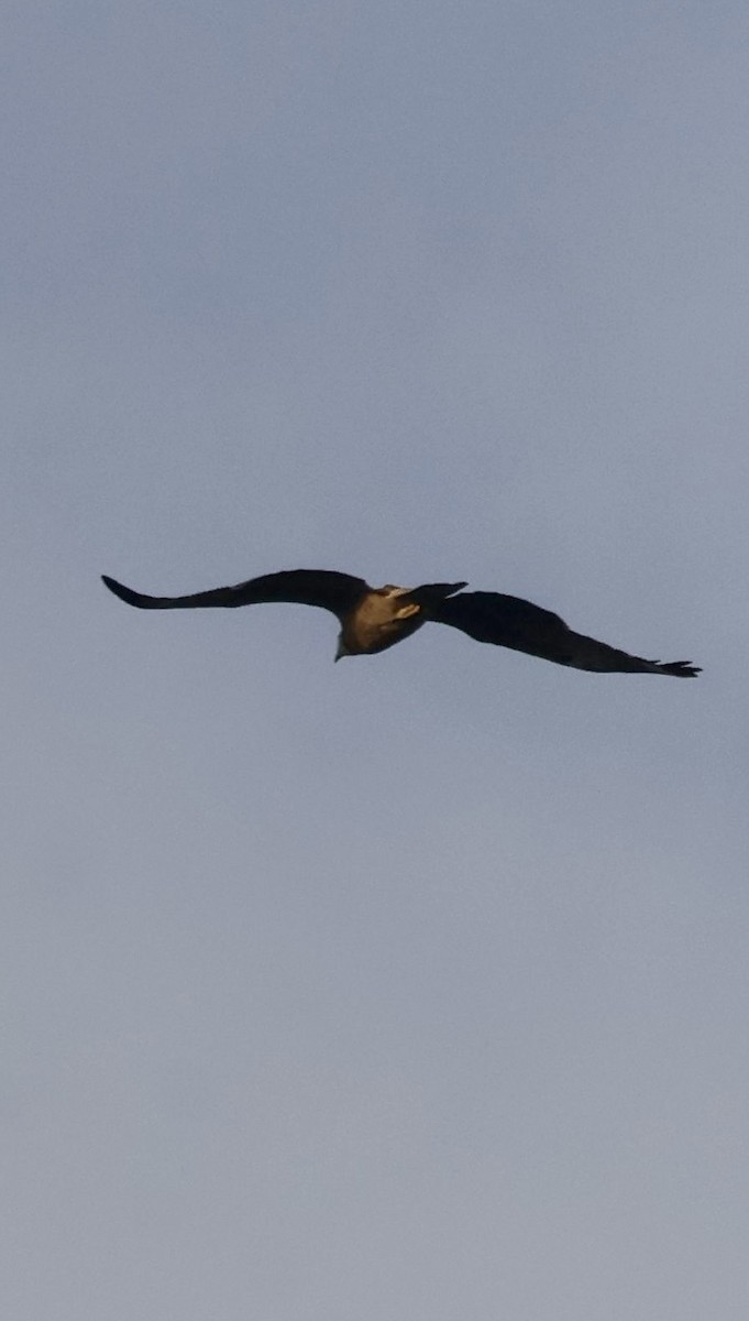 Accipitriformes/Falconiformes sp. - ML647597433