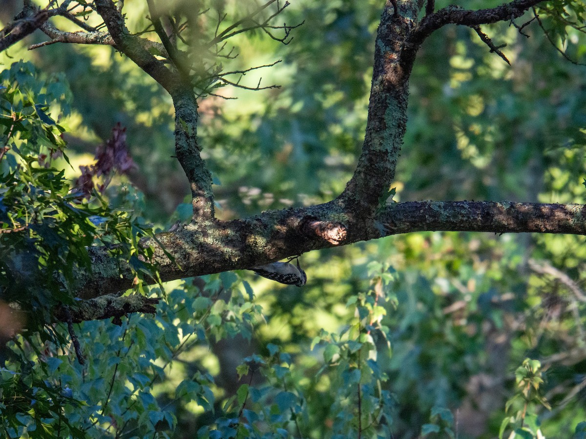 Downy Woodpecker - ML647597434
