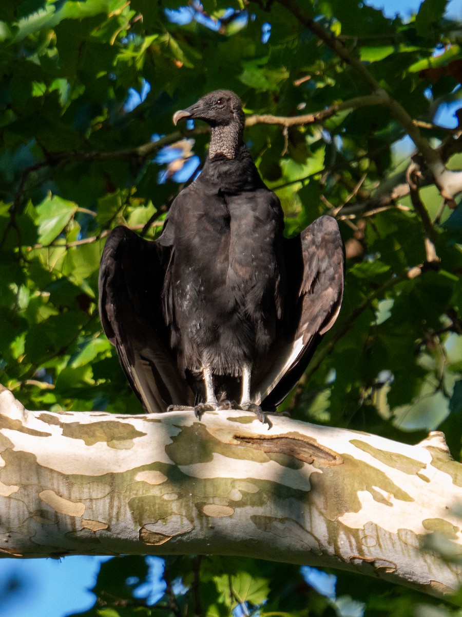 Black Vulture - ML647597439