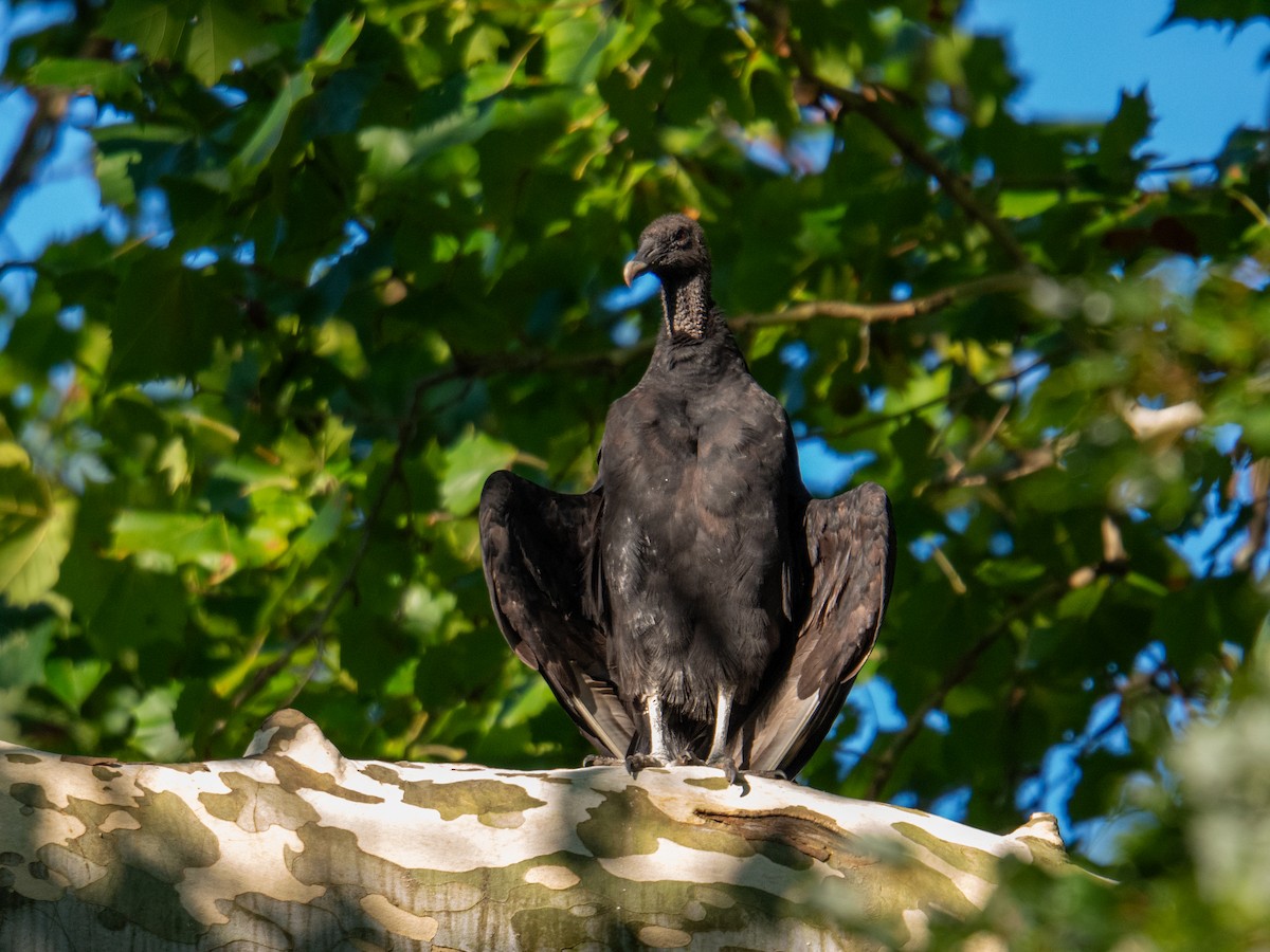 Black Vulture - ML647597443