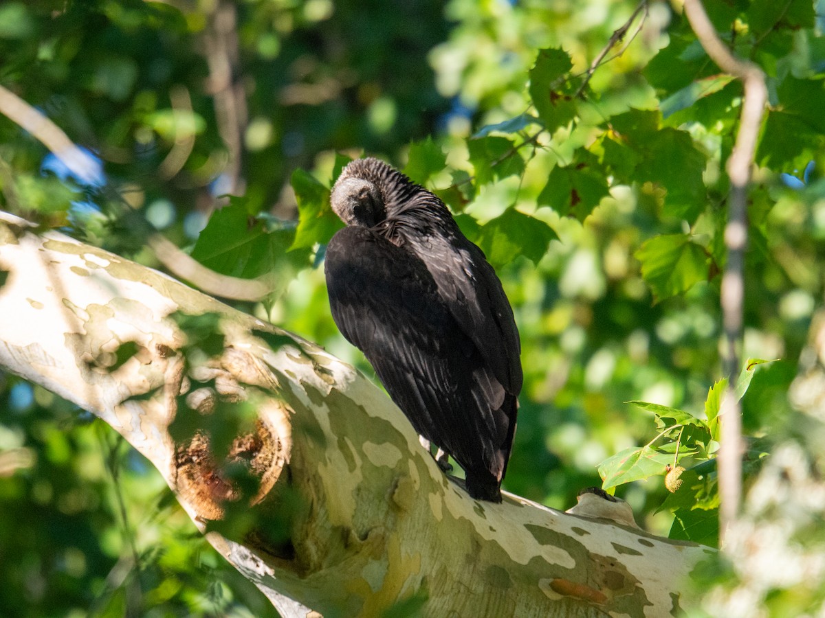 Black Vulture - ML647597444