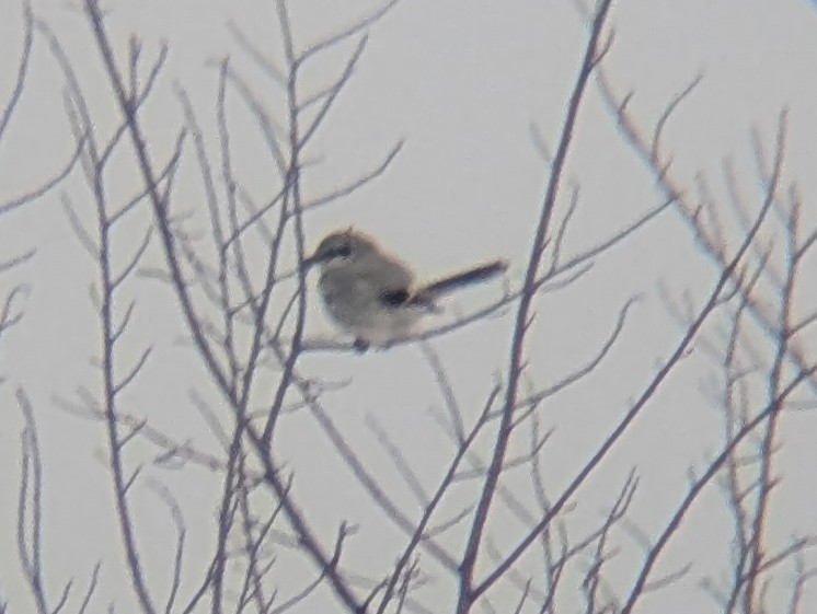 Antzandobi boreala - ML647597452