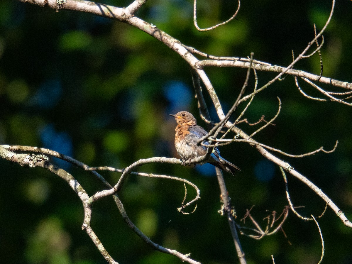 Eastern Bluebird - ML647597453