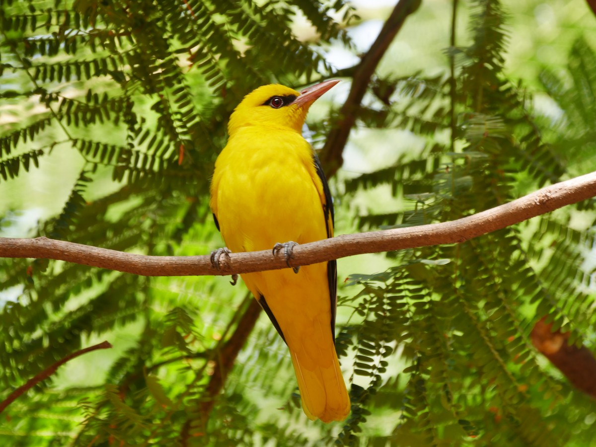 Indian Golden Oriole - ML647597460