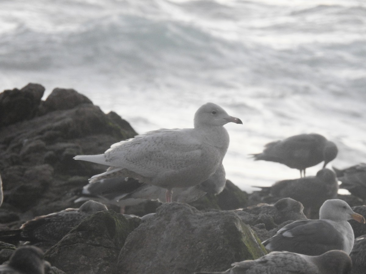 Gavión Hiperbóreo - ML647597467