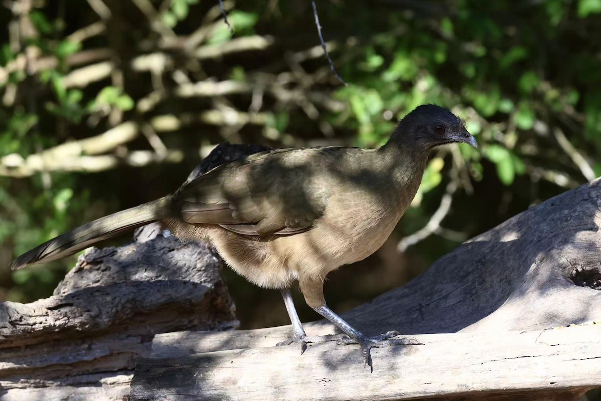 Plain Chachalaca - ML647597470
