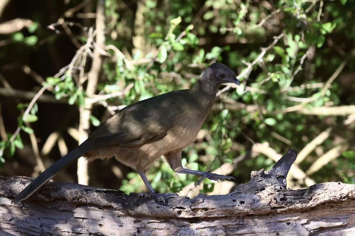 Plain Chachalaca - ML647597471