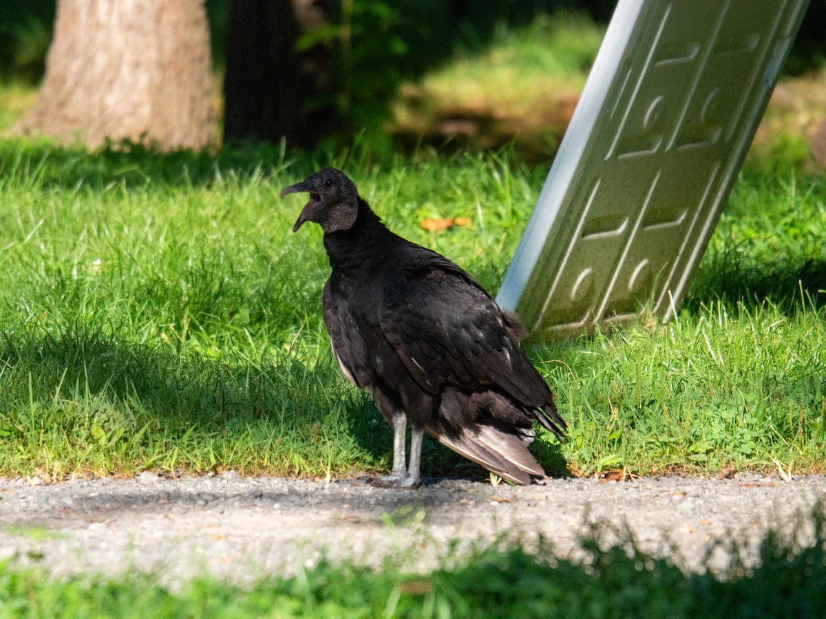 Black Vulture - ML647597472
