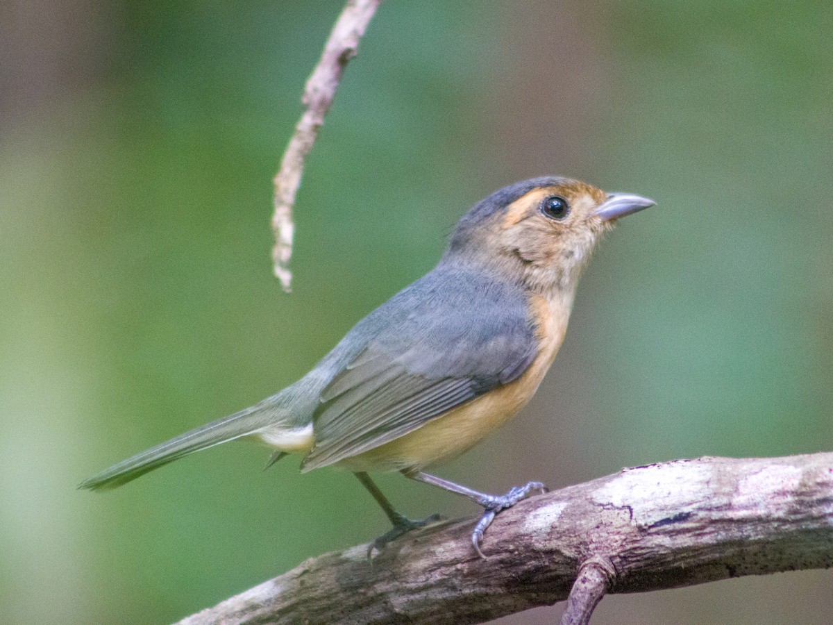 Gray-throated Chat - ML647597474