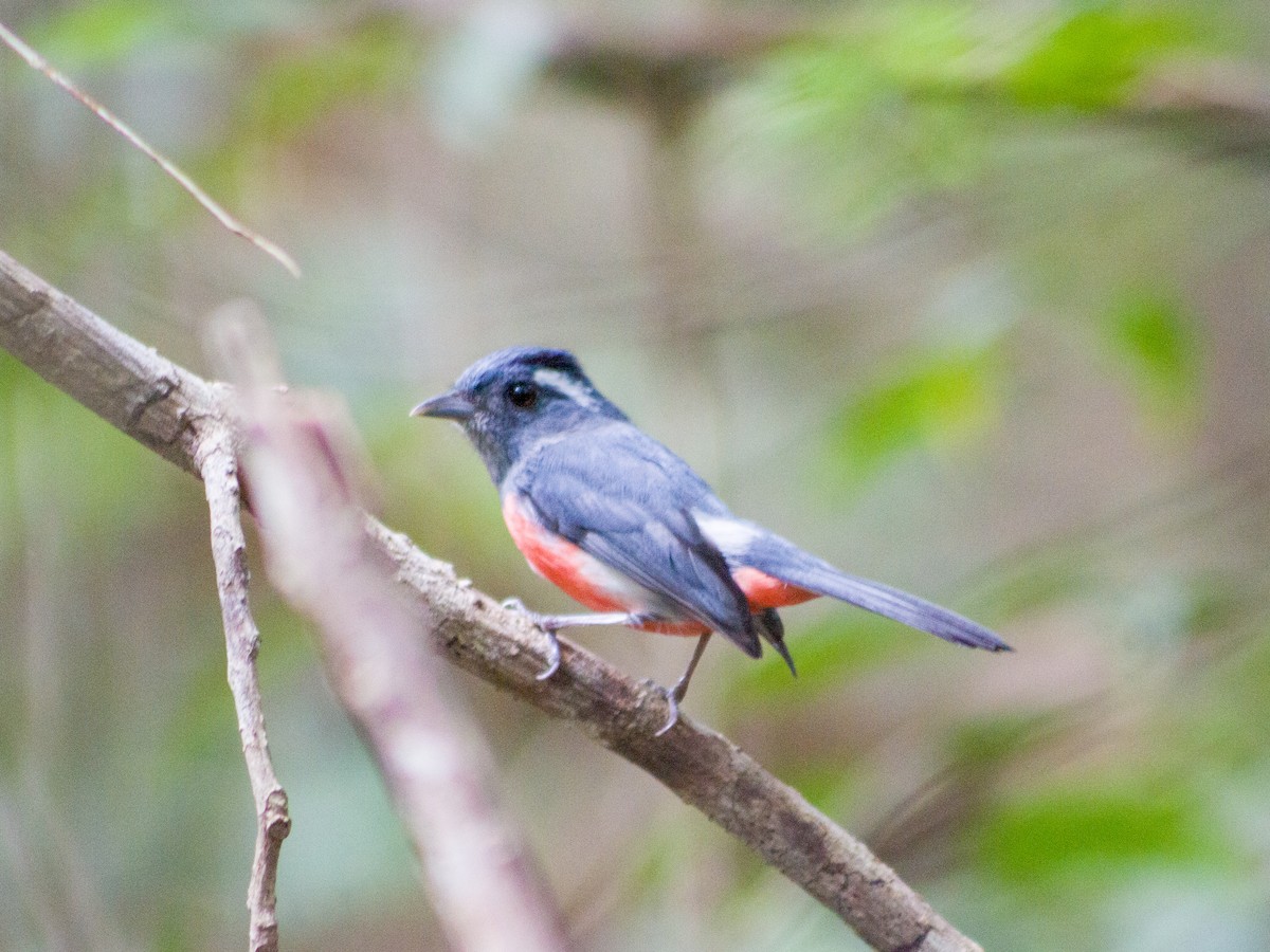 Gray-throated Chat - ML647597475