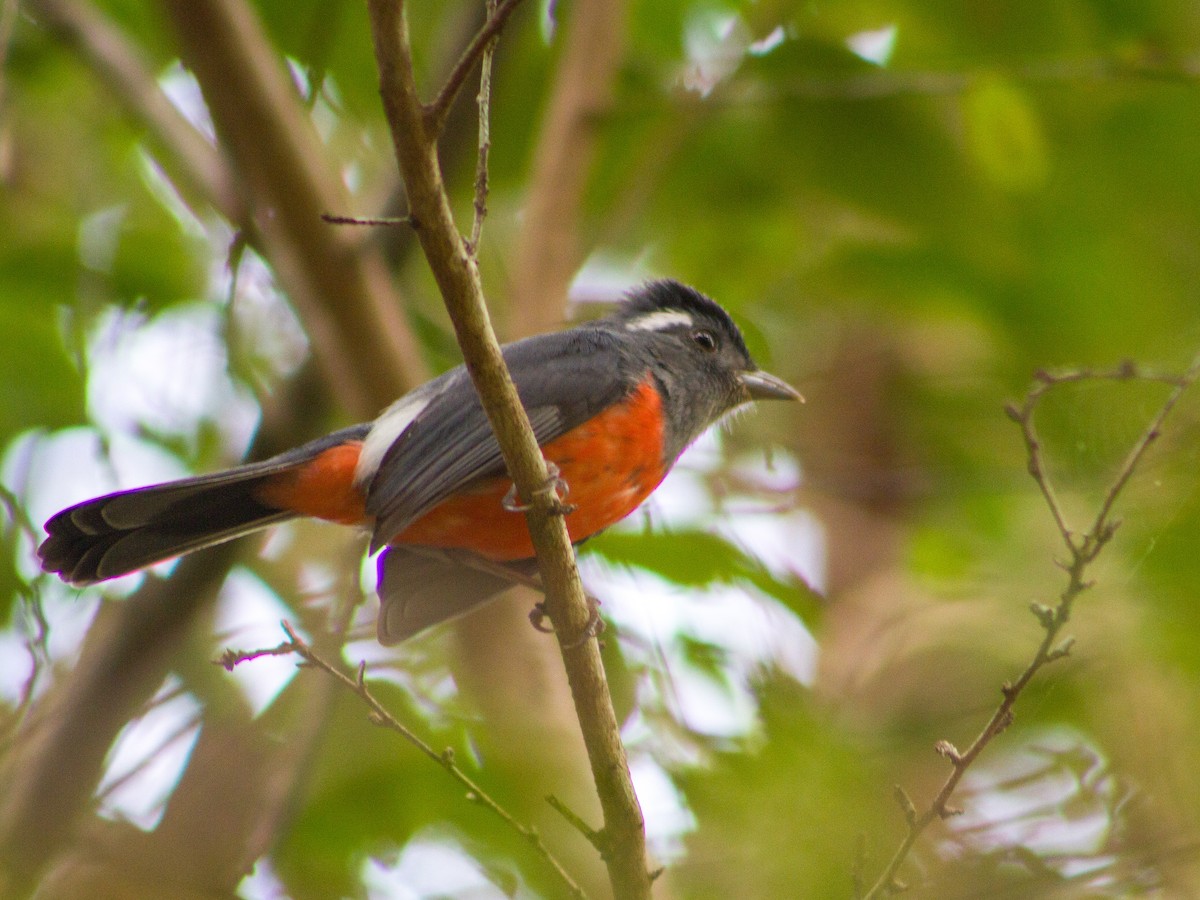 Gray-throated Chat - ML647597477