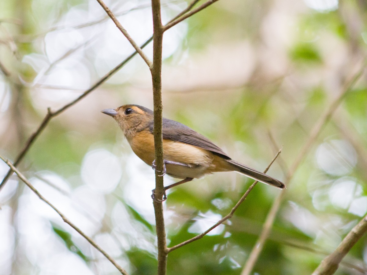 Gray-throated Chat - ML647597479