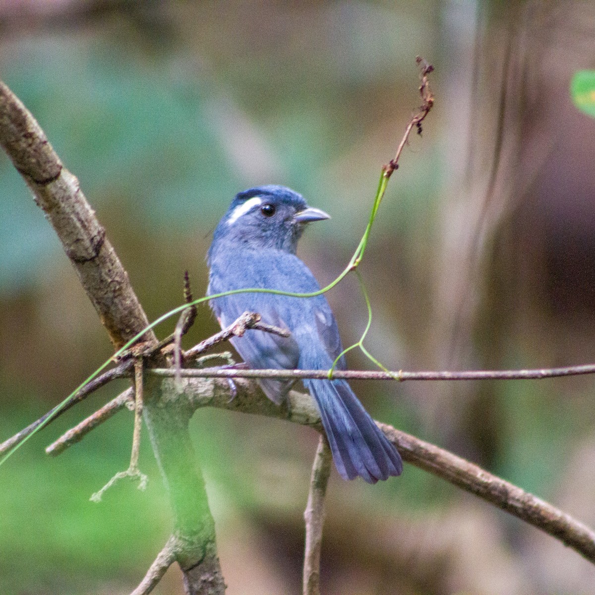 Gray-throated Chat - ML647597480