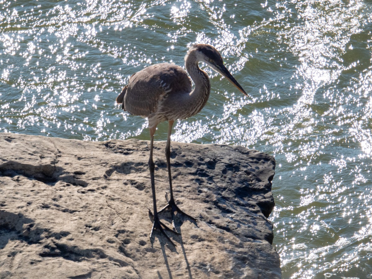 Great Blue Heron - ML647597485