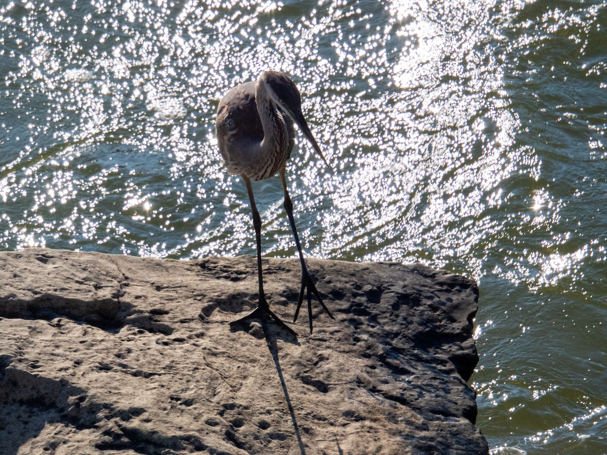 Great Blue Heron - ML647597490