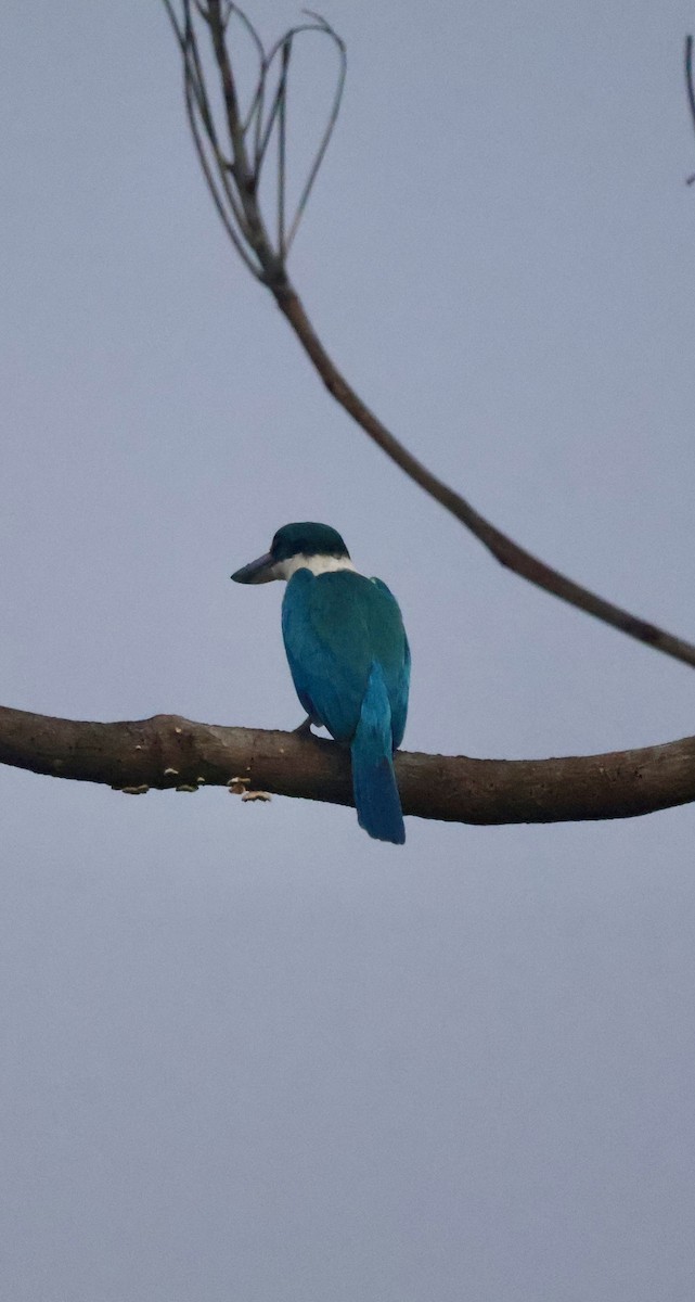 Воротничковая альциона - ML647597491