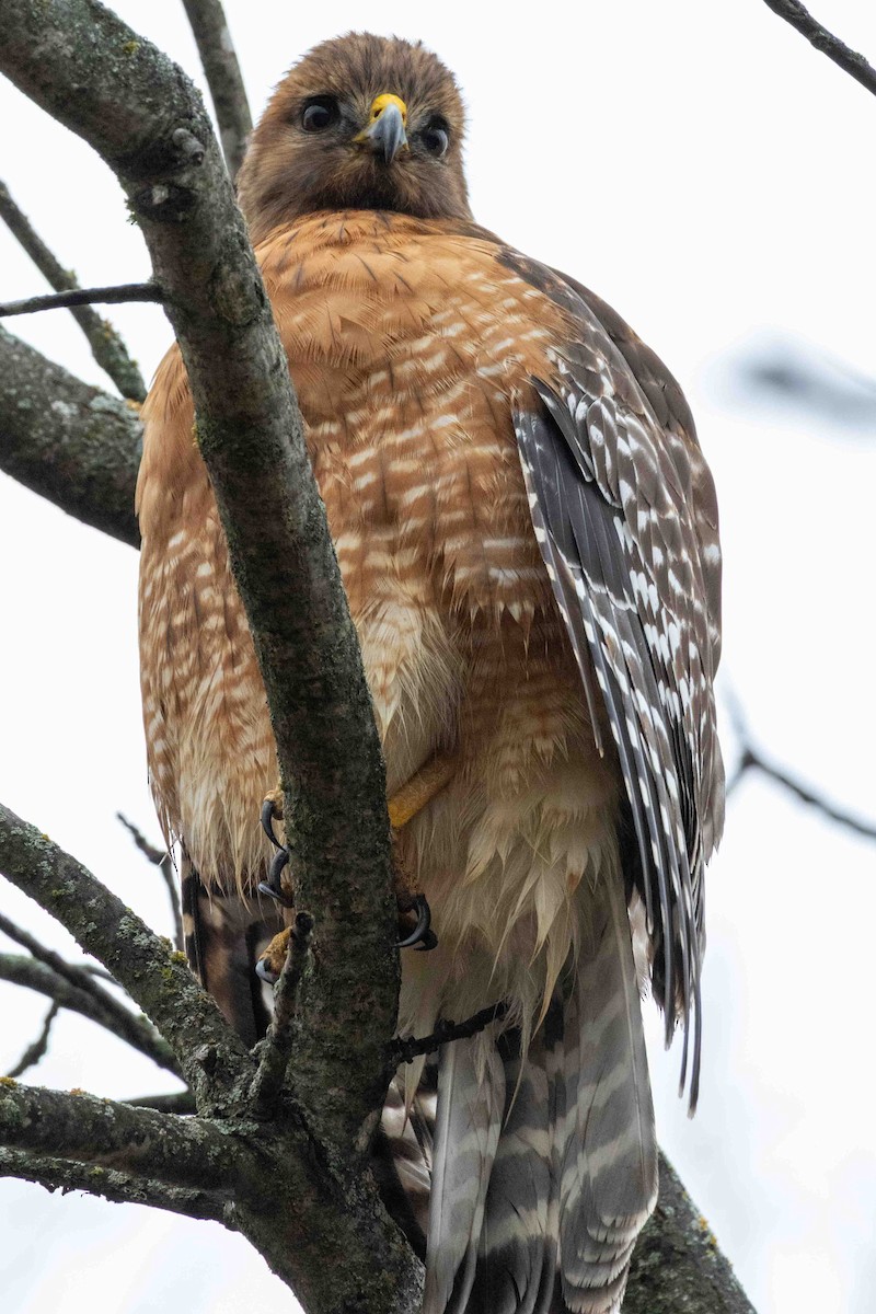 Red-shouldered Hawk - ML647597495