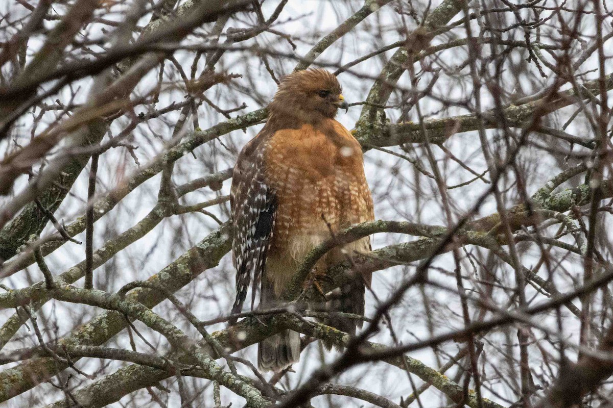 Red-shouldered Hawk - ML647597496